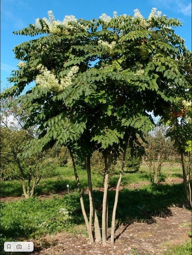 Аралия маньчжурская невысокое, быстрорастущее дерево высотой до 6 метров