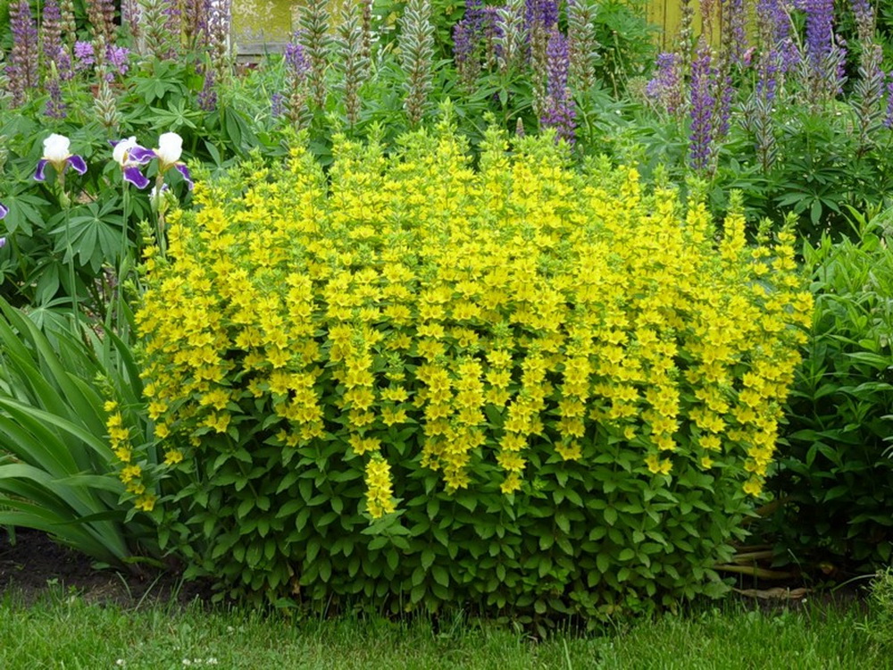 Вербейник обыкновенный — многолетнее корневищное растение высотой 60-100 см