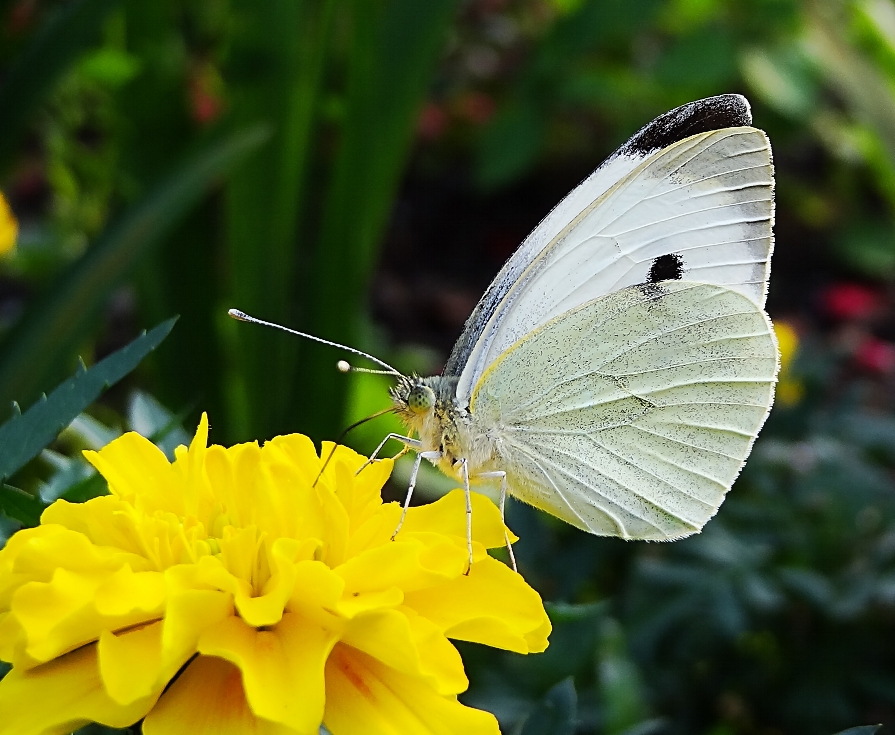 Весной и летом бабочка капустница летает в огородах и полях