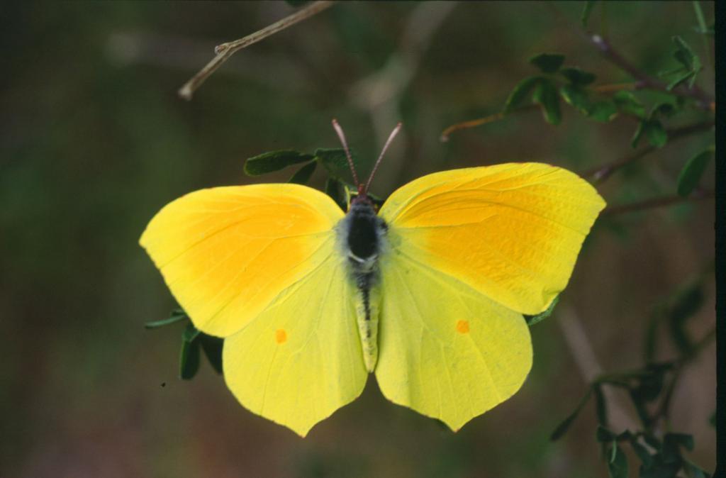 Лимонница, или крушинница - бабочек известно около 150 000 видов