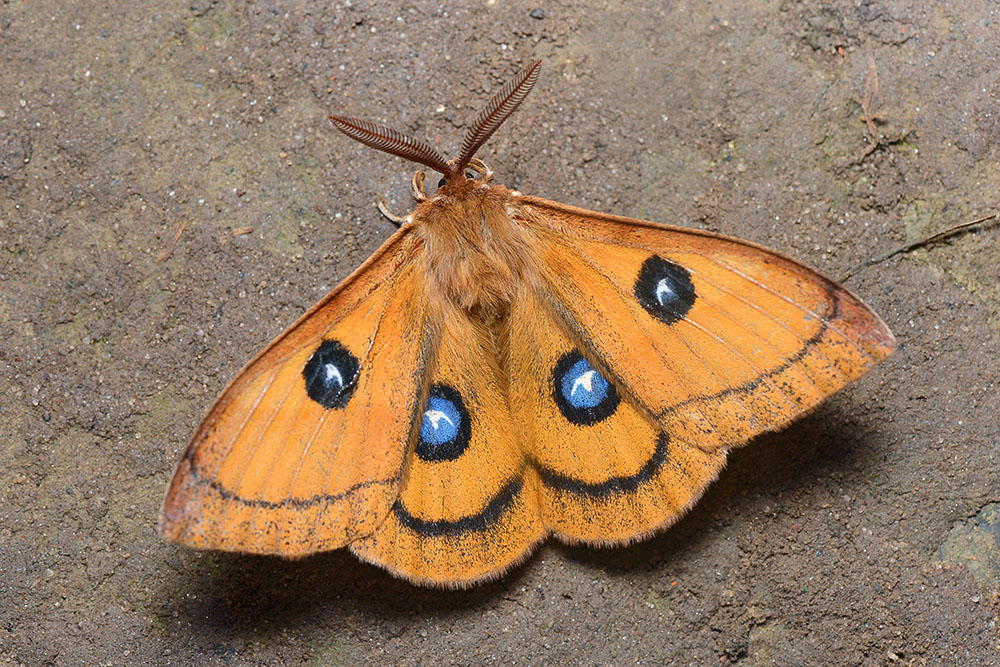 Рыжий ночной павлиний глаз - общие признаки характерны для всего отряда бабочек