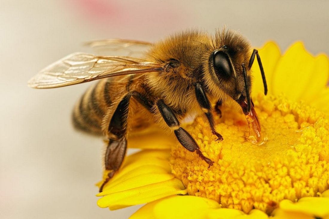 Медоносная пчела - представитель жалоносных