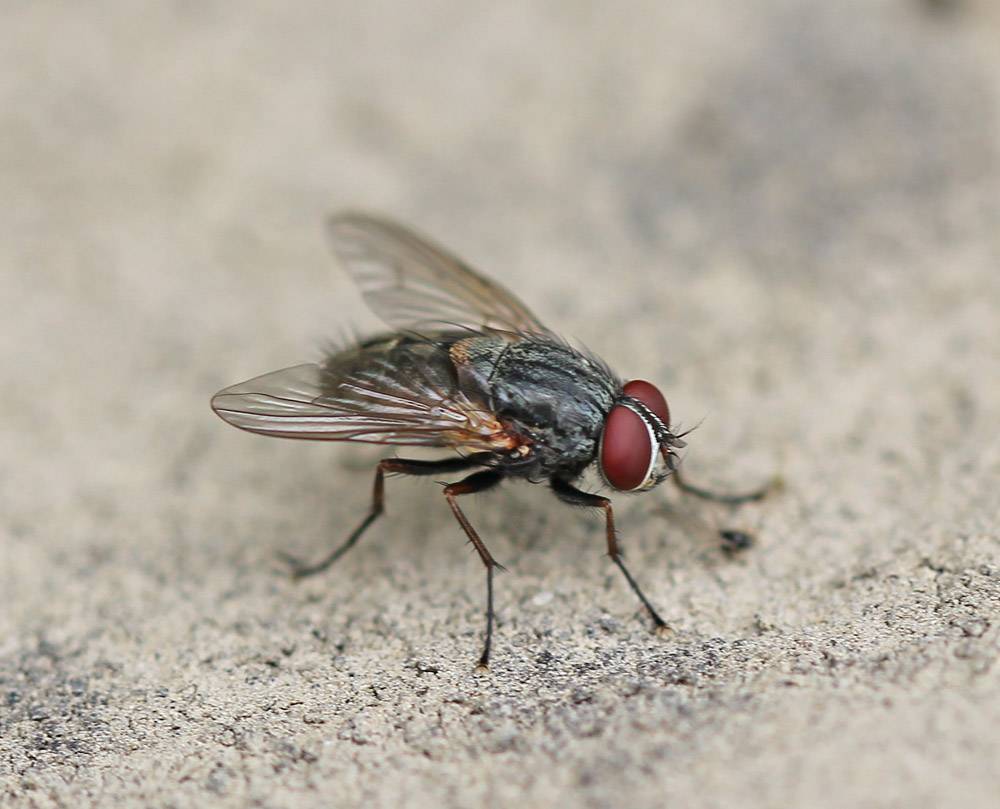 Комнатная муха - Все знают как надоедливы мухи