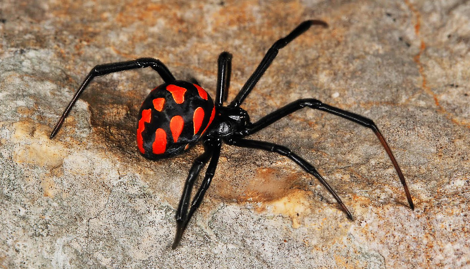 Каракурт - Чёрная вдова — все пауки хищники, переваривающие пищу вне кишечника