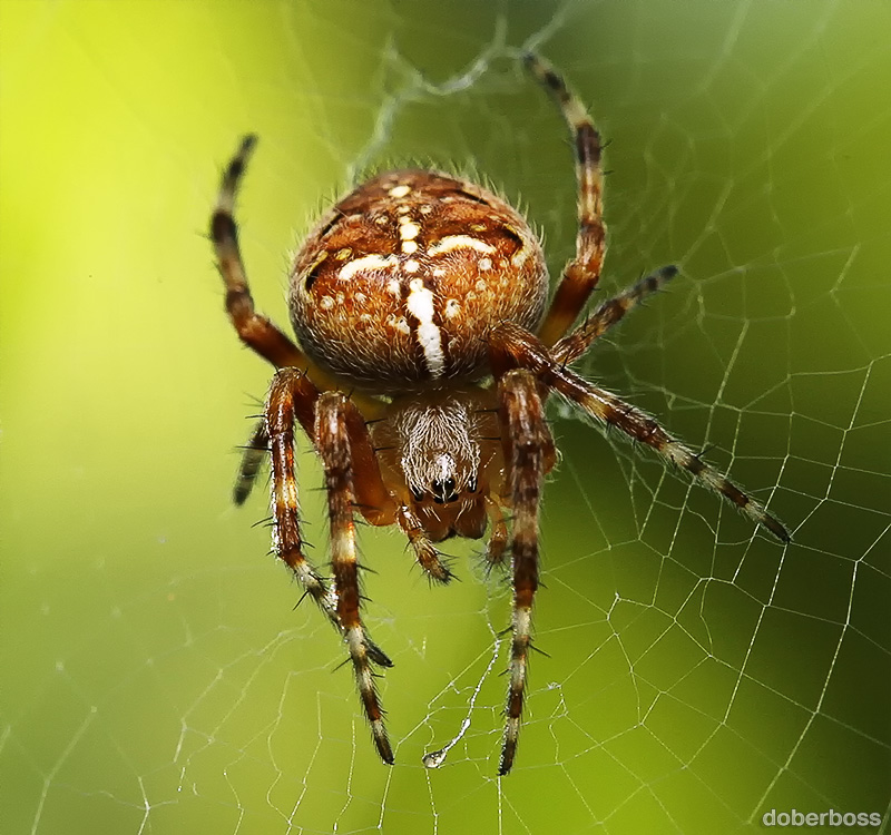 Из паутинных нитей самка паука-крестовика строит большую ловчую сеть