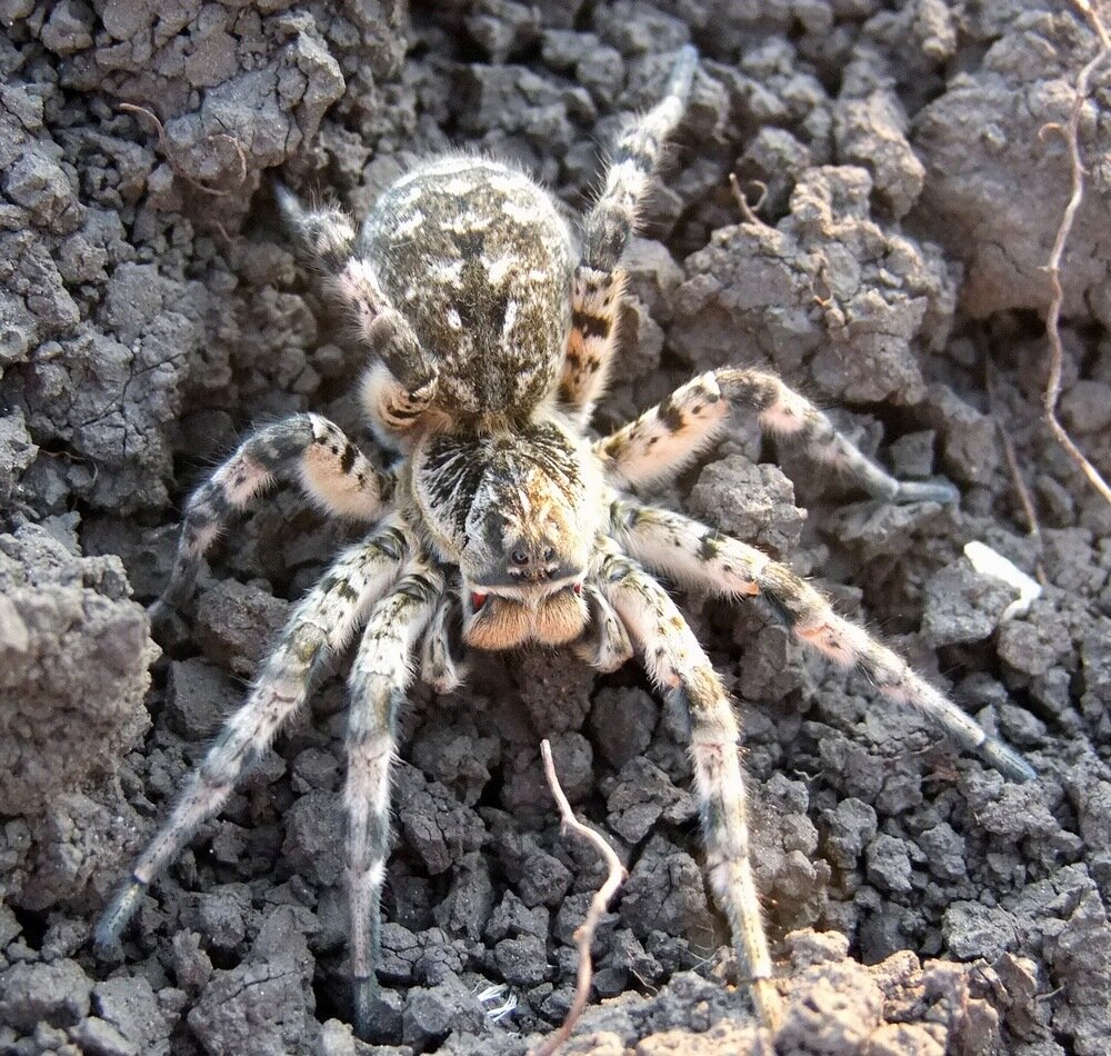 Тарантул — паук хищник, он вооружён приспособлениями для умерщления жертв