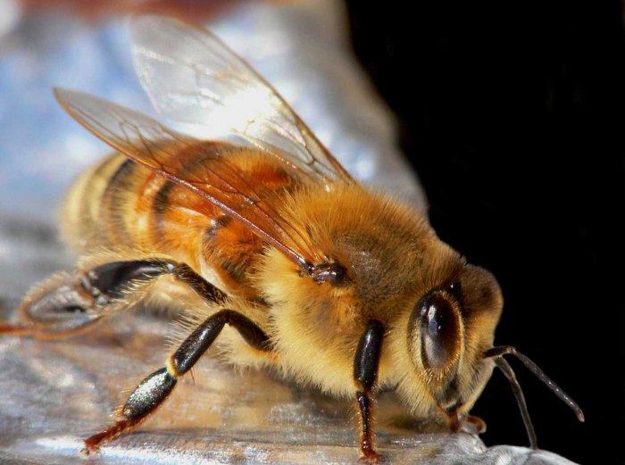 Пчела трутень: Для этого в улье выводятся самцы, или трутни, и закладываются ячейки для вывода новой матки