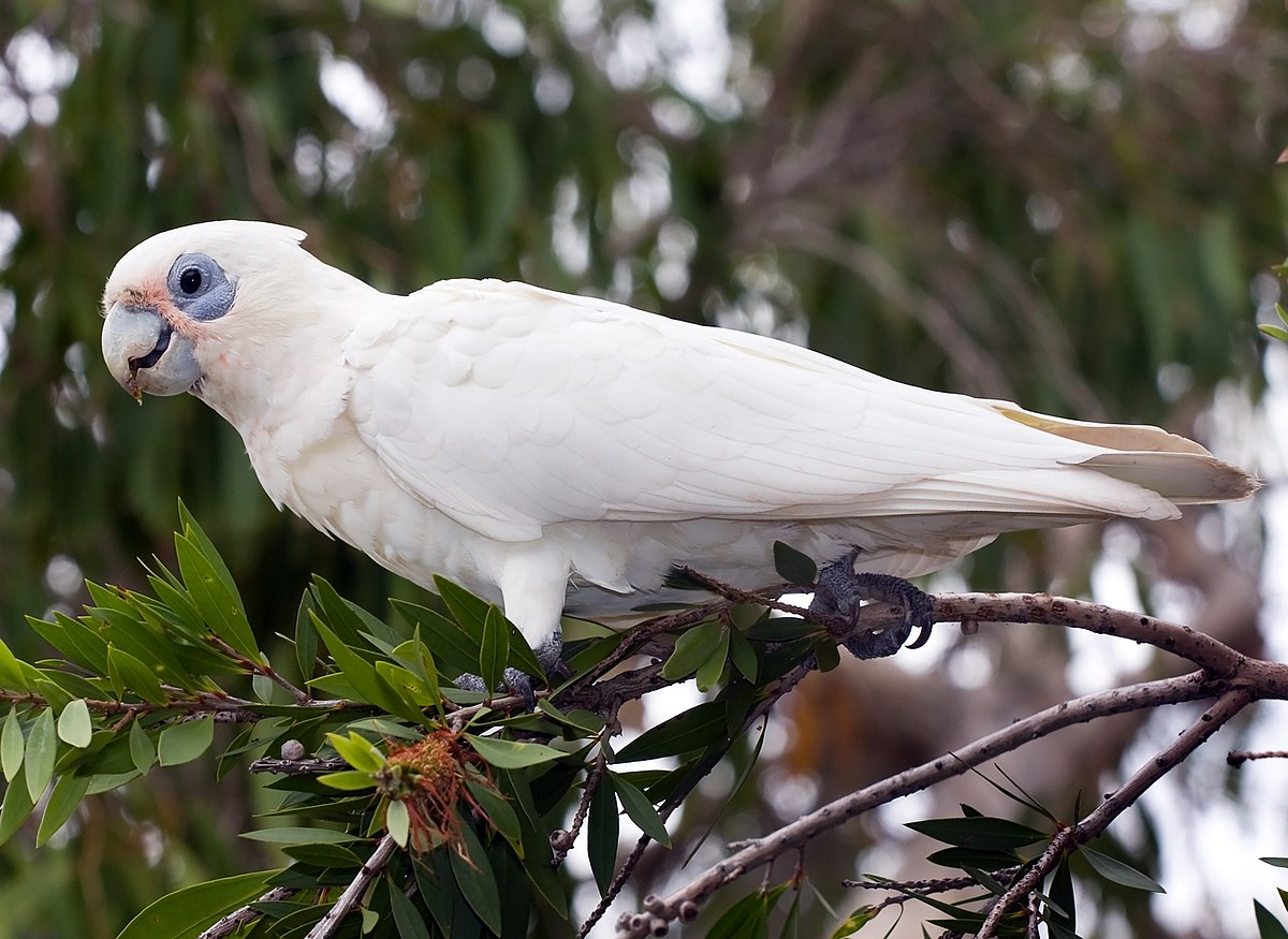Гологлазый какаду - очень выносливый и неприхотливый попугай