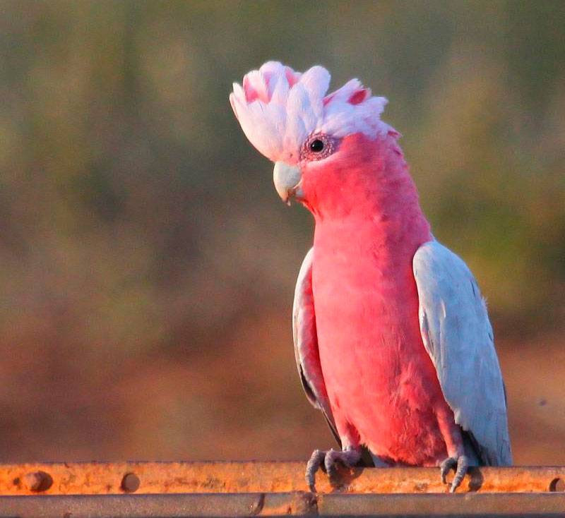 Розовый какаду обитает в Австралии