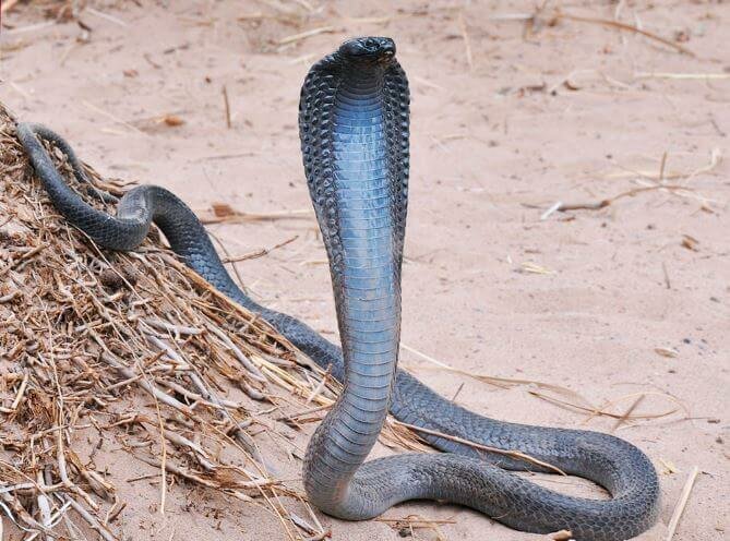 Эту высокопочитаемую змею называют египетский аспид, или змея Клеопатры, или даже просто гая