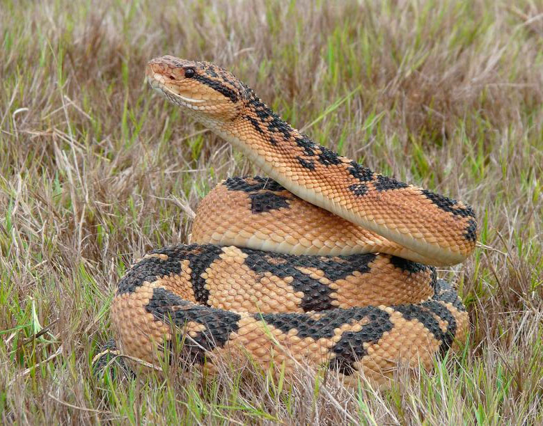 Бушмейстер — самая большая ядовитая змея Америки