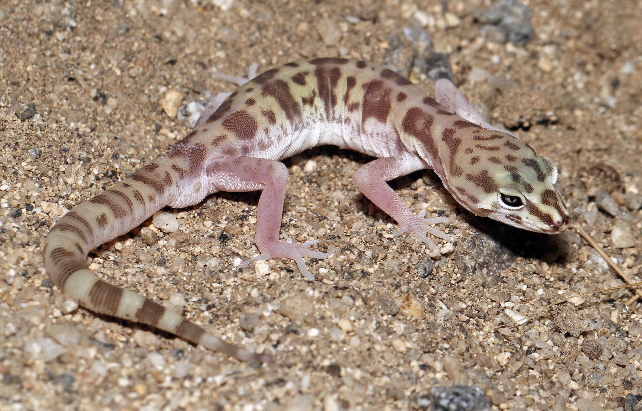 Египетский геккон — геккон ночное животное
