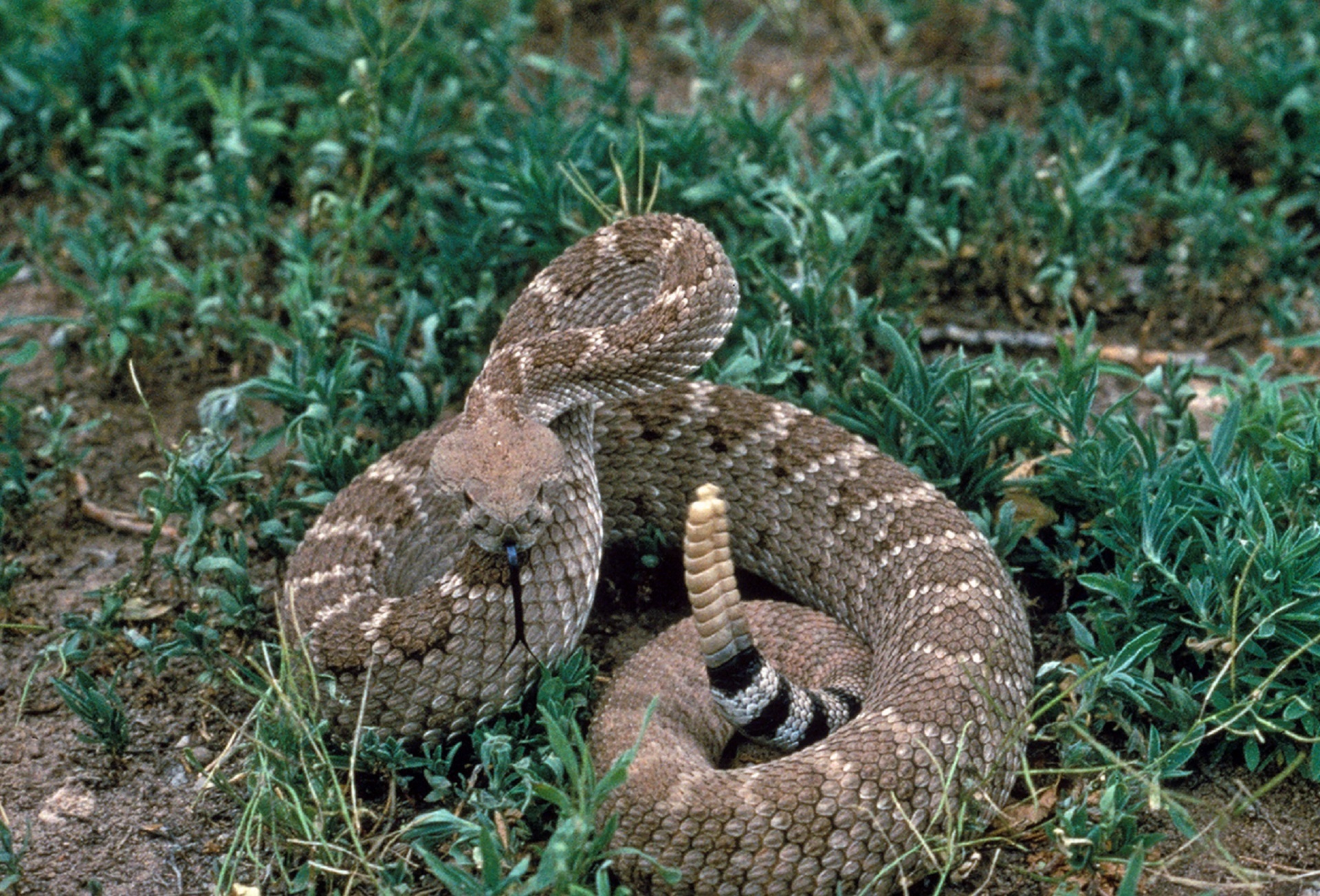 Кротал - в длину гремучая змея около 1,5 метров