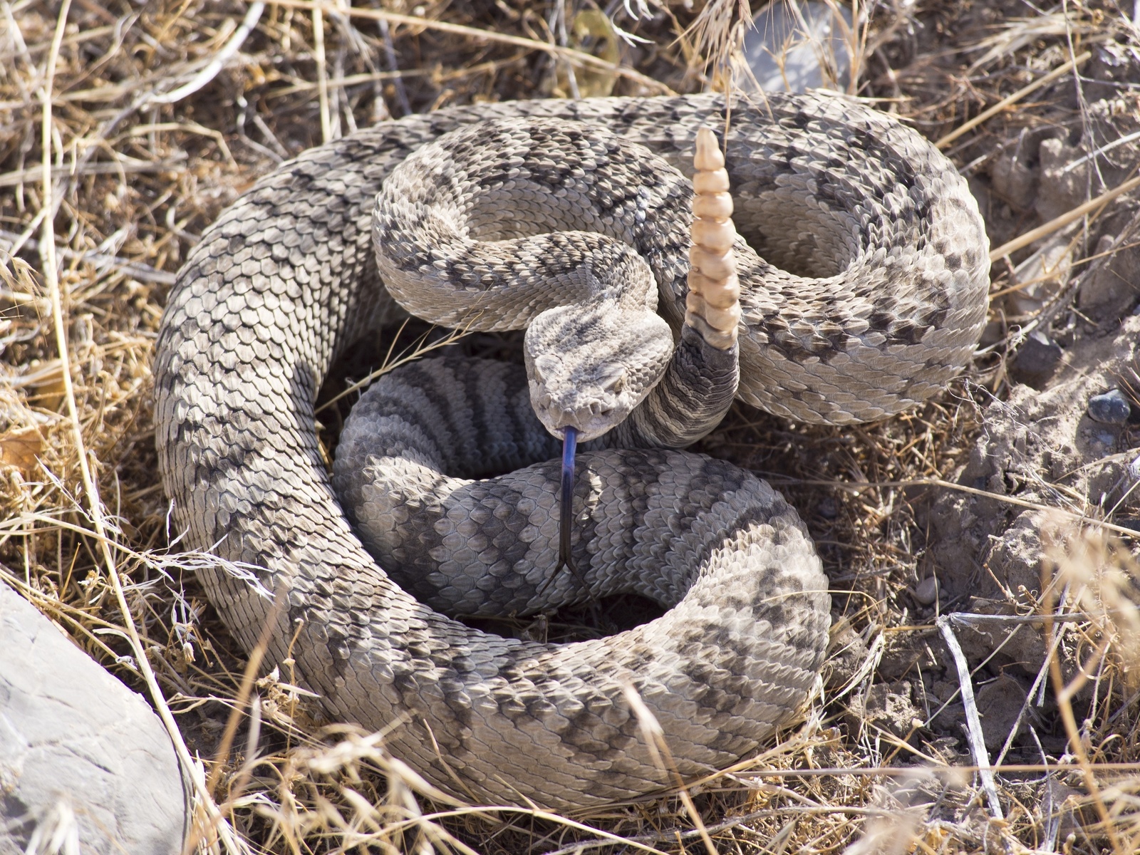 Кротал - гремучие змеи любят жить в скалистых местностях