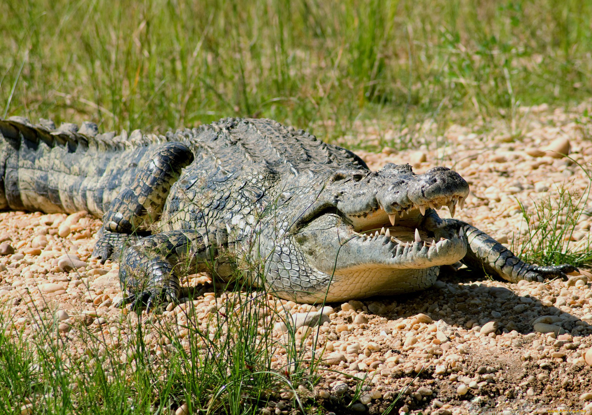 В Африке самый известный — нильский крокодил