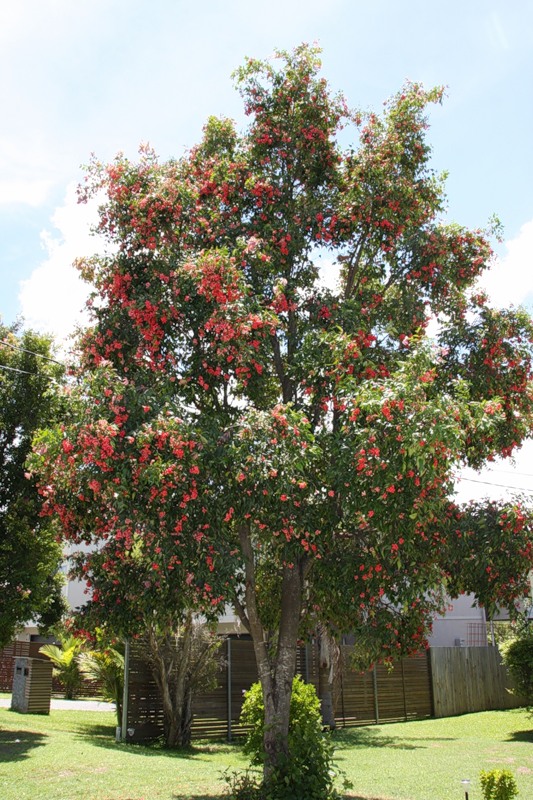 Гвоздичное дерево (гвоздика) — вечнозелёное дерево семейства миртовых