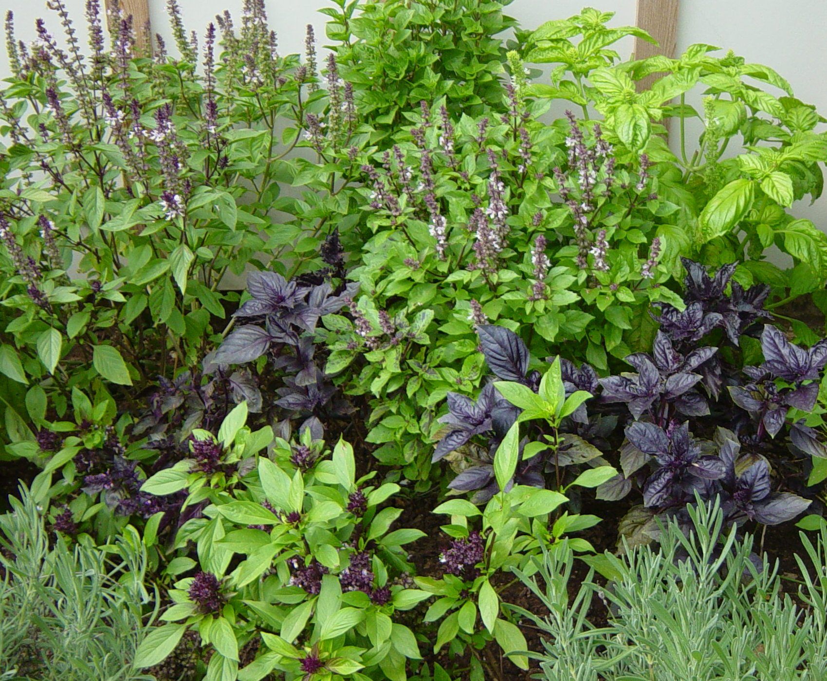 Пряные растения: У многих культурных и дикорастущих растений листья и стебли служат хорошей приправой к пище