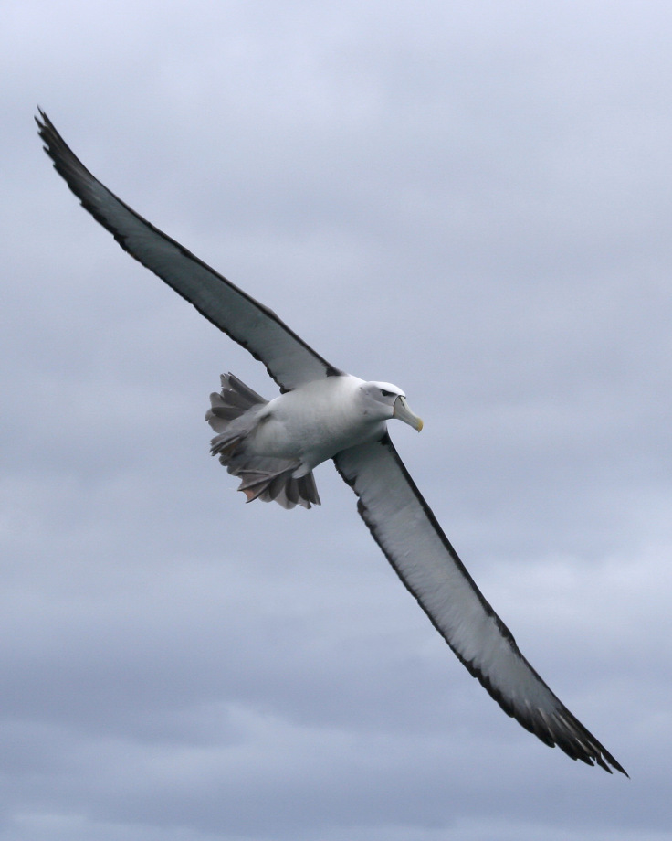 Странствующий альбатрос — великолепнейшая из современных птиц