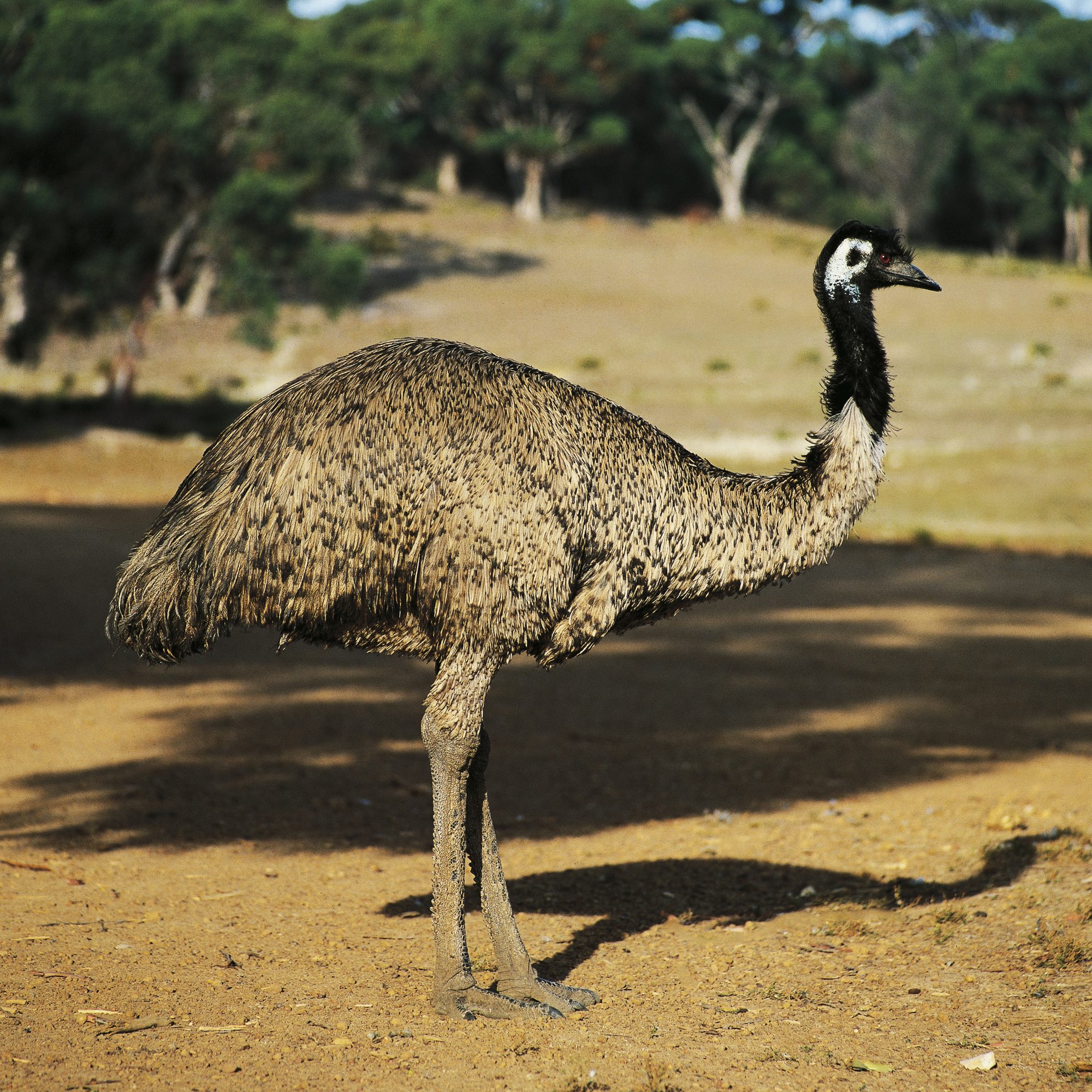 Двухметровый эму уступает в росте только страусу