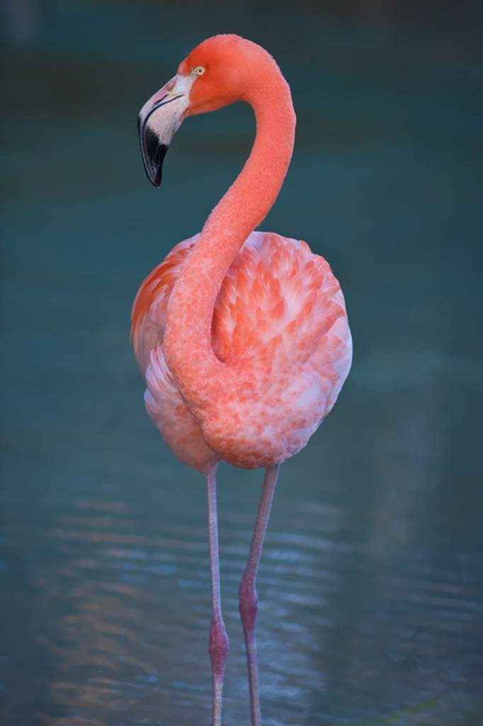 Фламинго отличается удивительно изящной окраской