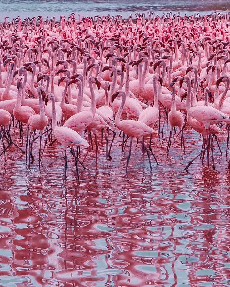 Фламинго обладает самой длинной шеей и самыми длинными ногами