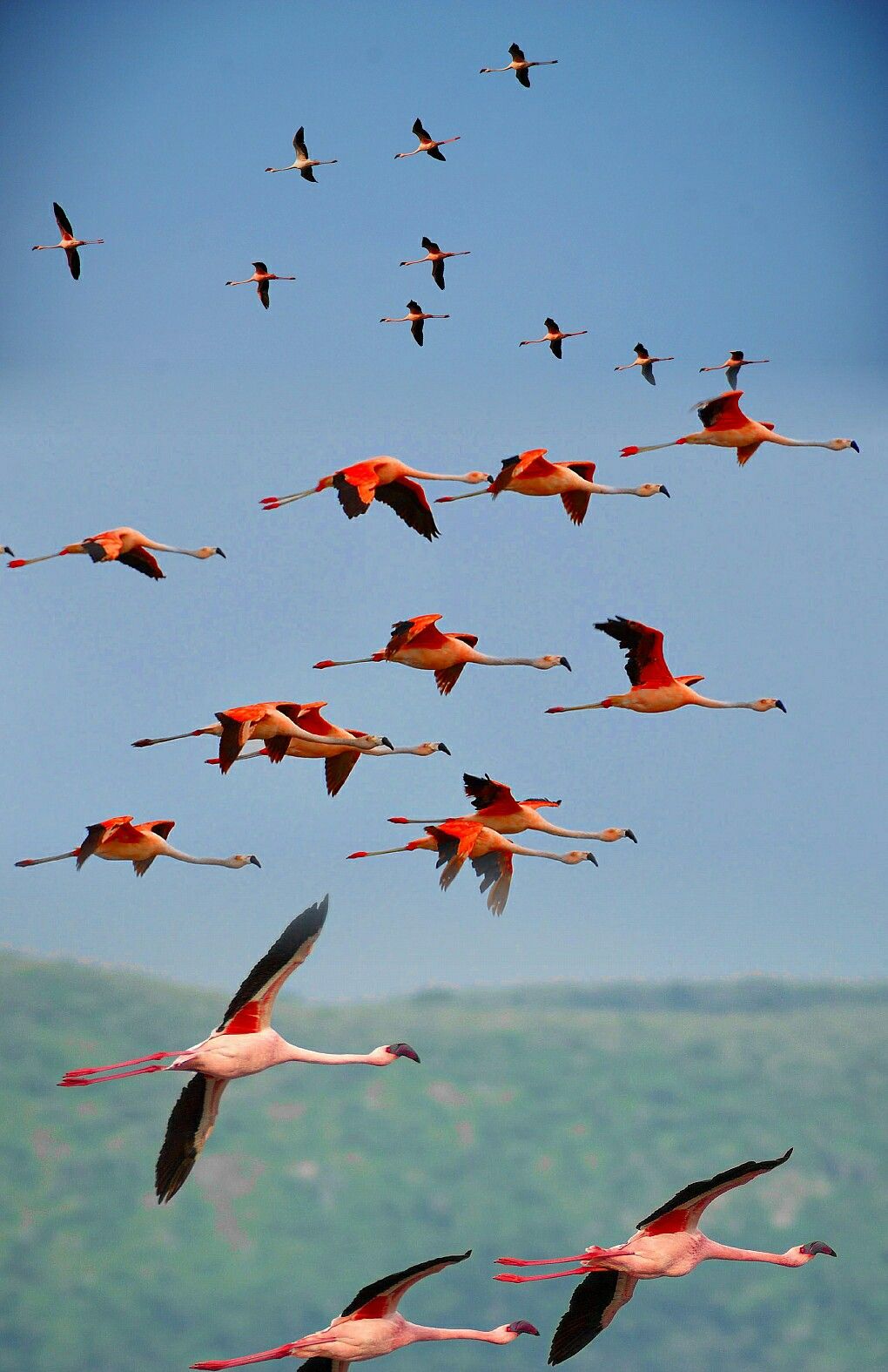 Фламинго обитают в основном в Африке, в Кении