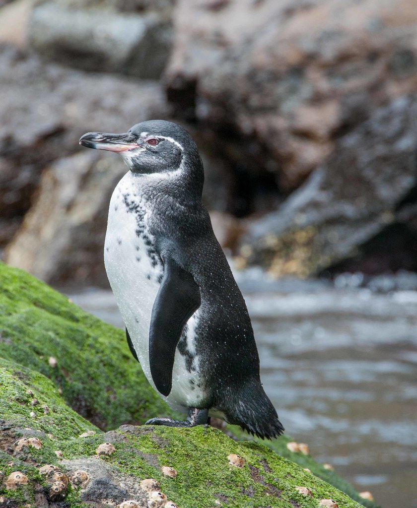 А галапагосские пингвины добрались до самого экватора и живут на Галапагосских островах