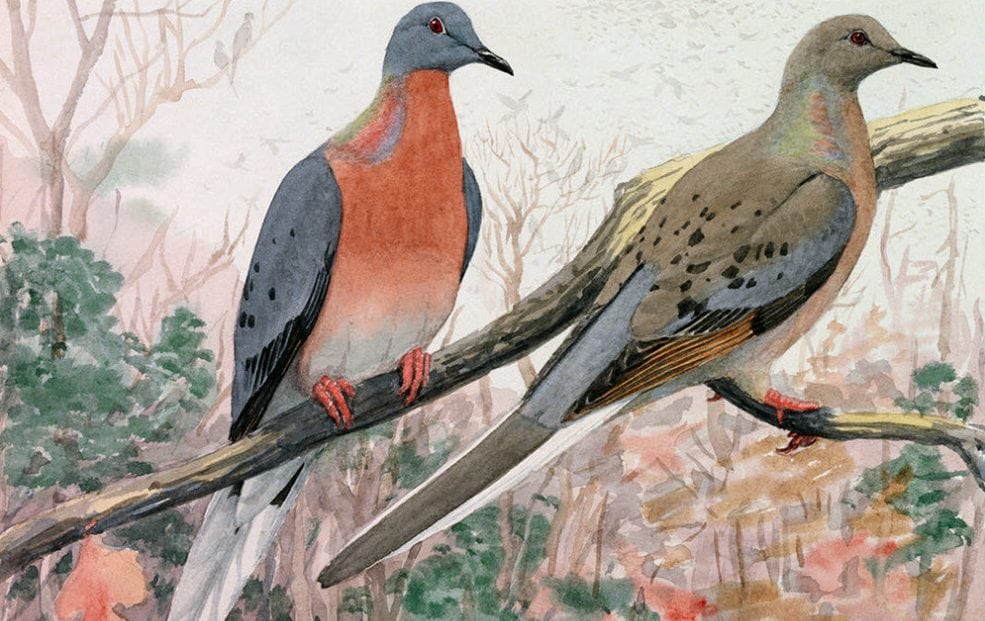 Американский странствующий голубь — населял всю Северную Америку от океана до океана