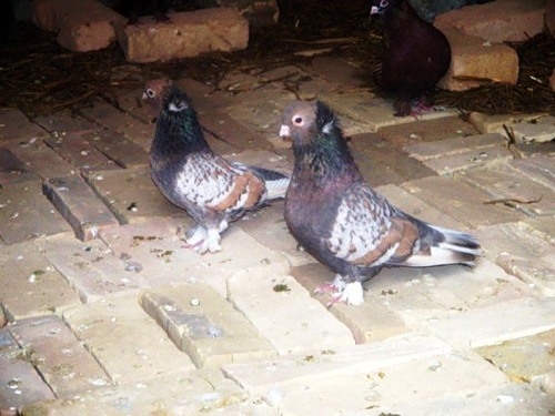 Бухарские голуби чем-то напоминают узбеков
