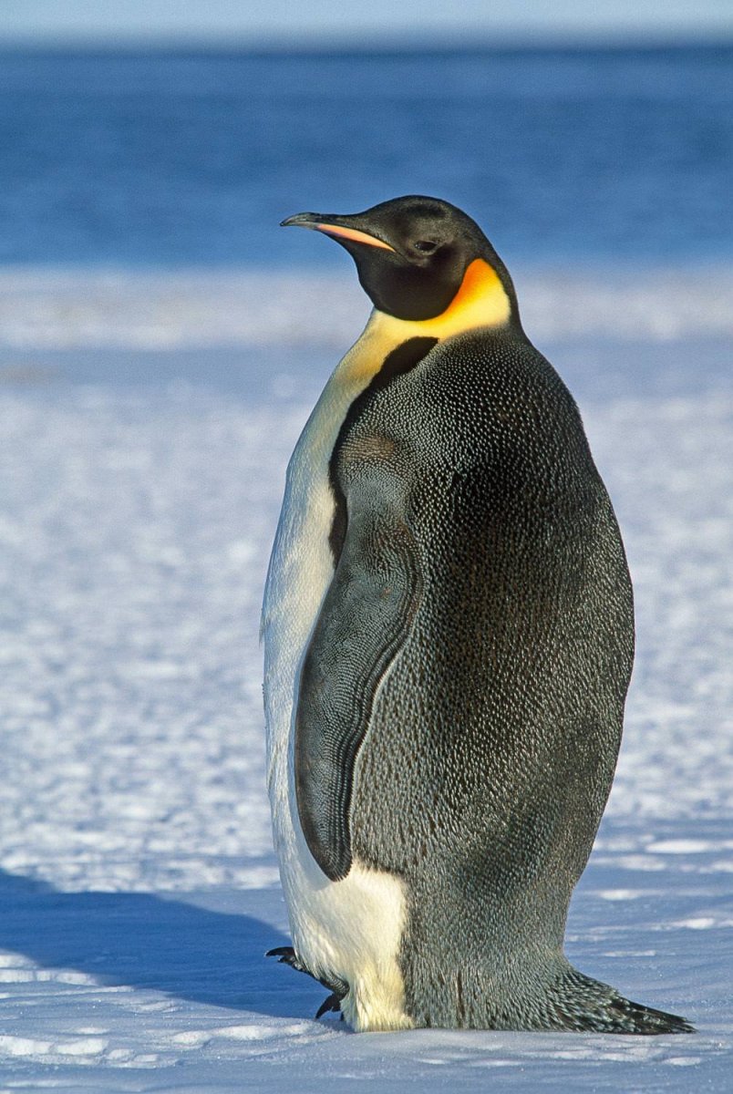 Совсем по-другому высиживают потомство императорские пингвины