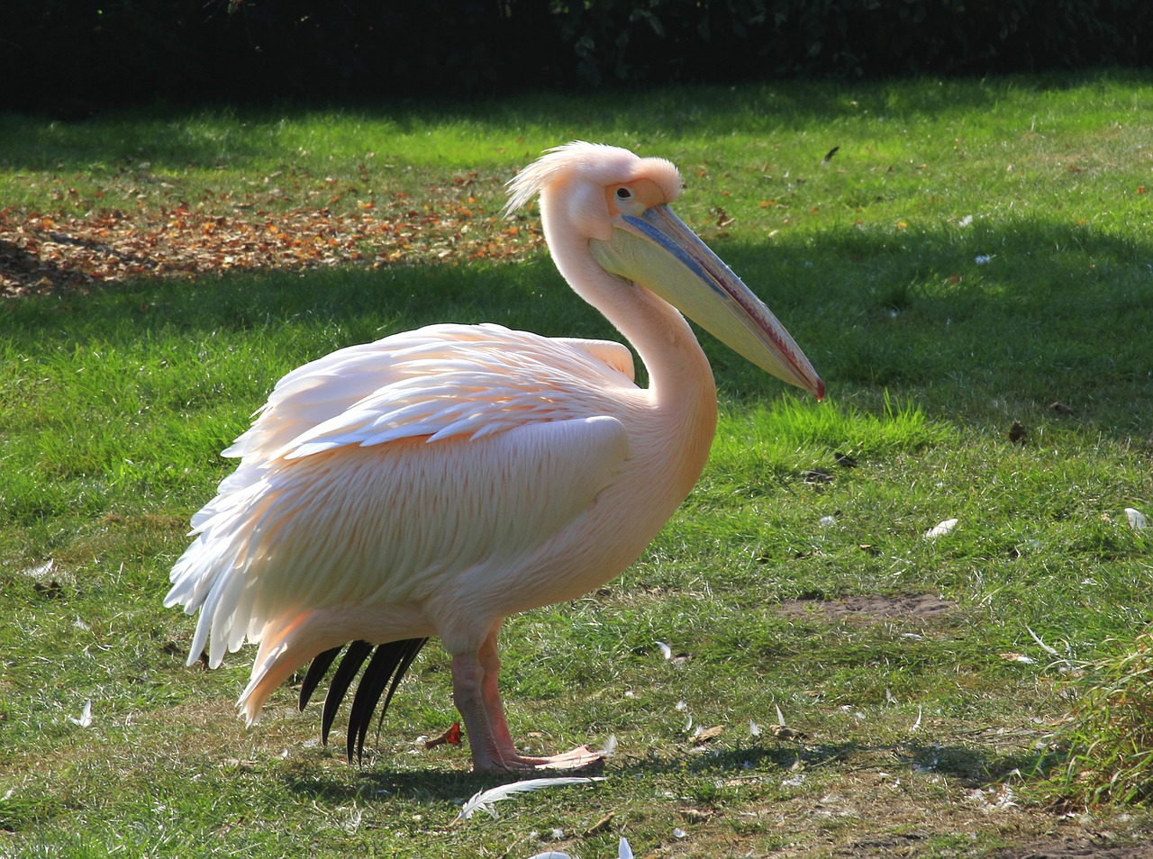 Самый распространённый — розовый пеликан