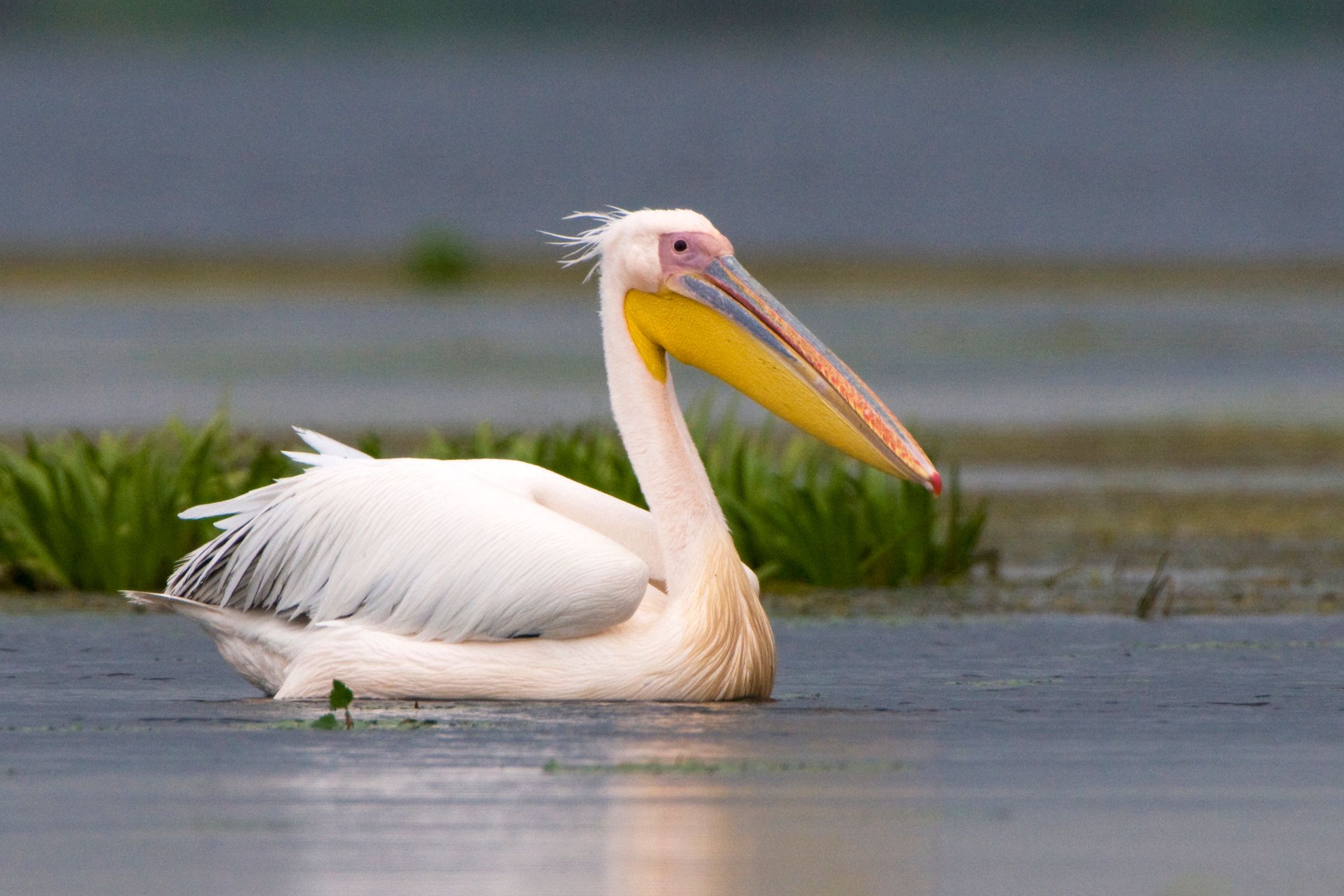Все пеликаны большую часть жизни проводят на воде