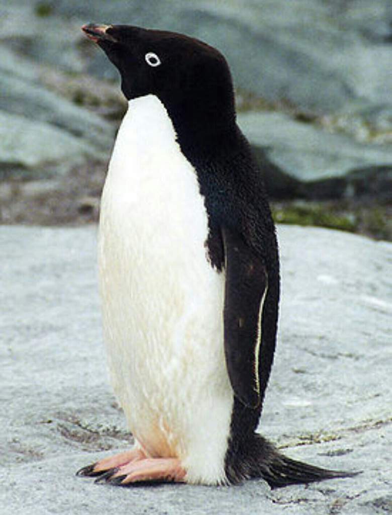 Но вот императорские и королевские пингвины, а также пингвины Адели проводят всю свою жизнь в Антарктиде