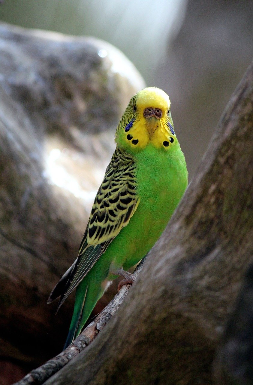 Волнистый попугайчик — попугаи очень забавные птицы