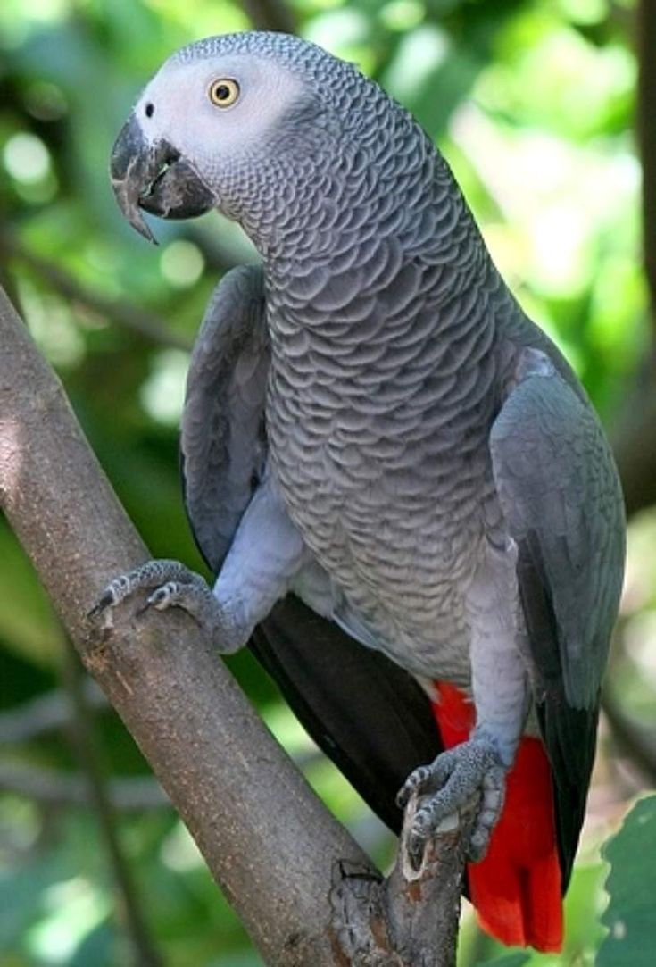 Жако — самый разговорчивый попугай