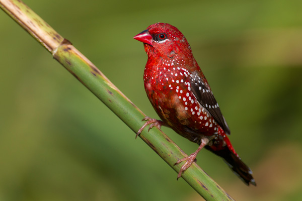 В жизни человека роль птиц разнообразна и многогранна