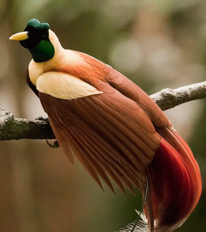 Красная райская птица — райские птицы никогда не сидят на месте