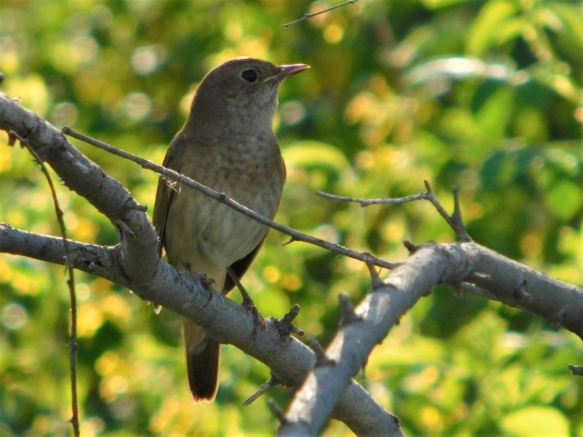 Обыкновенный соловей — одна их самых распространённых у нас певчих птиц