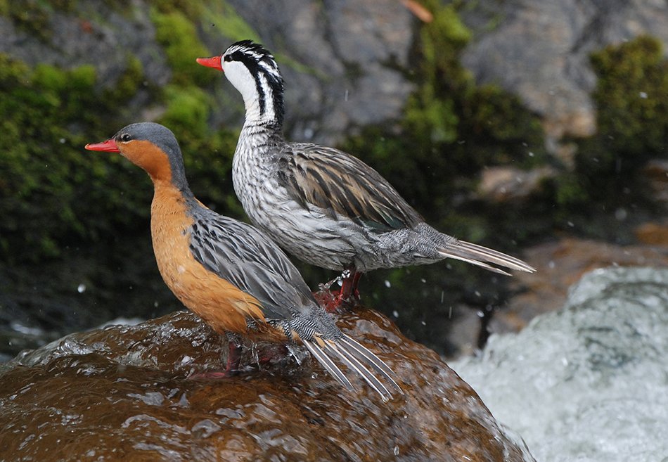 Андская утка, обитающая высоко в Андах, выполняет головокружительные трюки