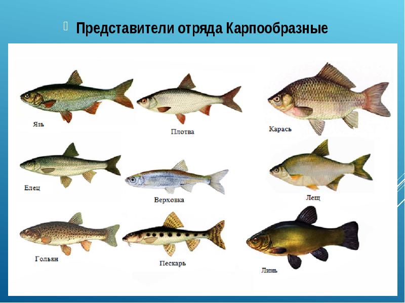 Карпообразные — преимущественно пресноводные рыбы