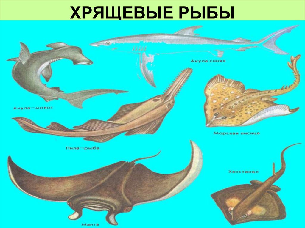 У хрящевых рыб (акул и скатов) скелет целиком хрящевой