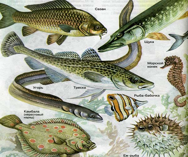 Костные рыбы бывают пресноводными и морскими