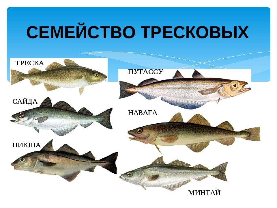 Тресковые - Большинство тресковых — морские рыбы