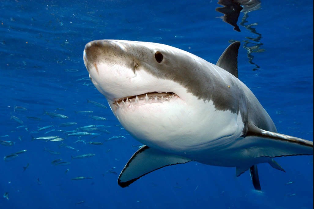 Белую акулу называют «белая смерть»