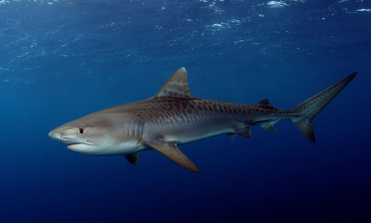 Тигровая акула - Это самые древние рыбы на Земле