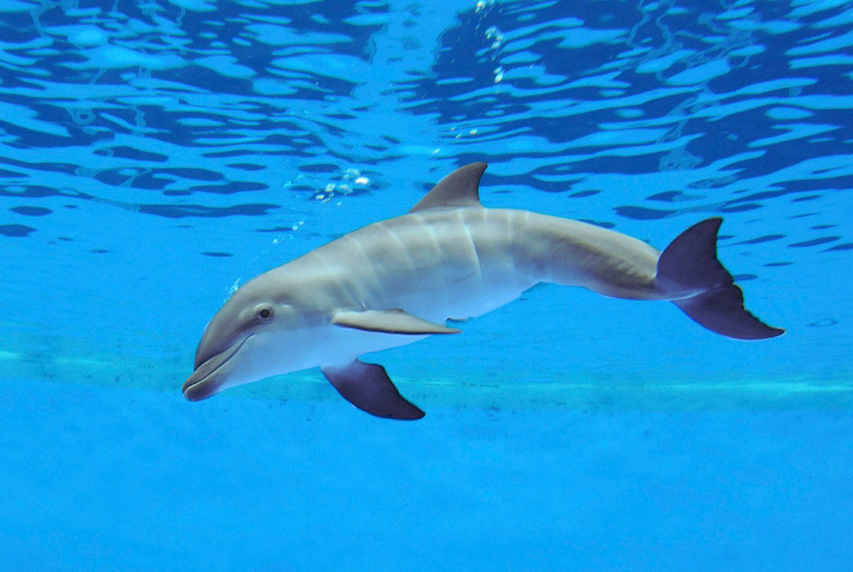 Дельфины афалины особенно многочисленны у восточных берегов США, а также в Средиземном и Чёрном морях