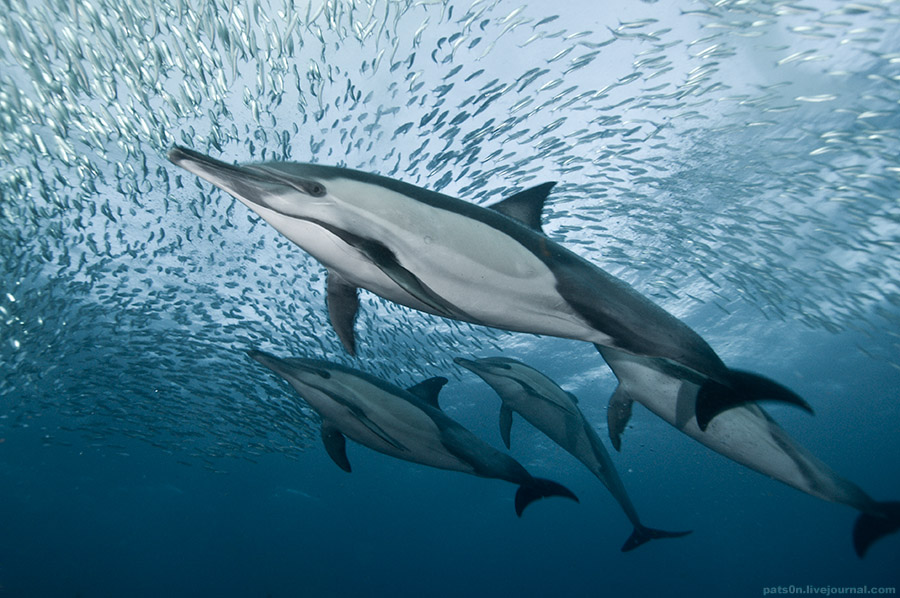 Дельфины-белобочки обитают в умеренных и тёплых водах Тихого океана