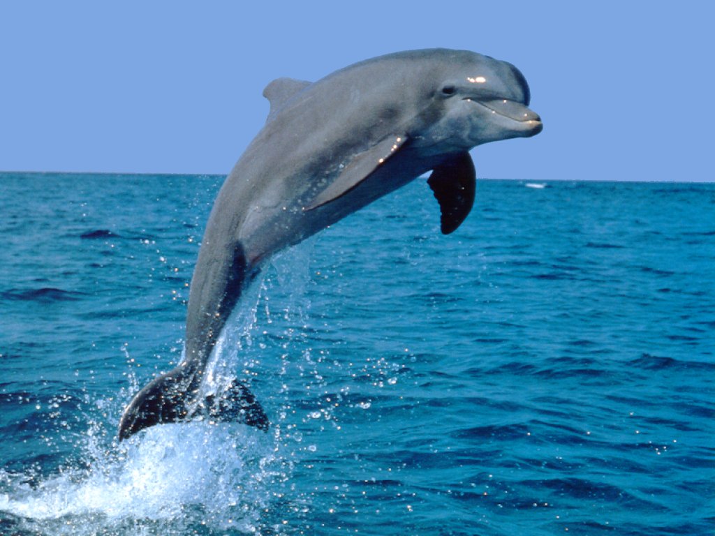 Дельфин - общительный и дружелюбный представителей животного мира