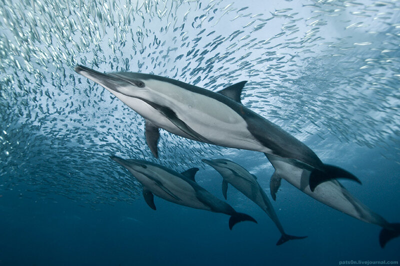 Кит — дельфины-белобочки в основном питаются рыбой
