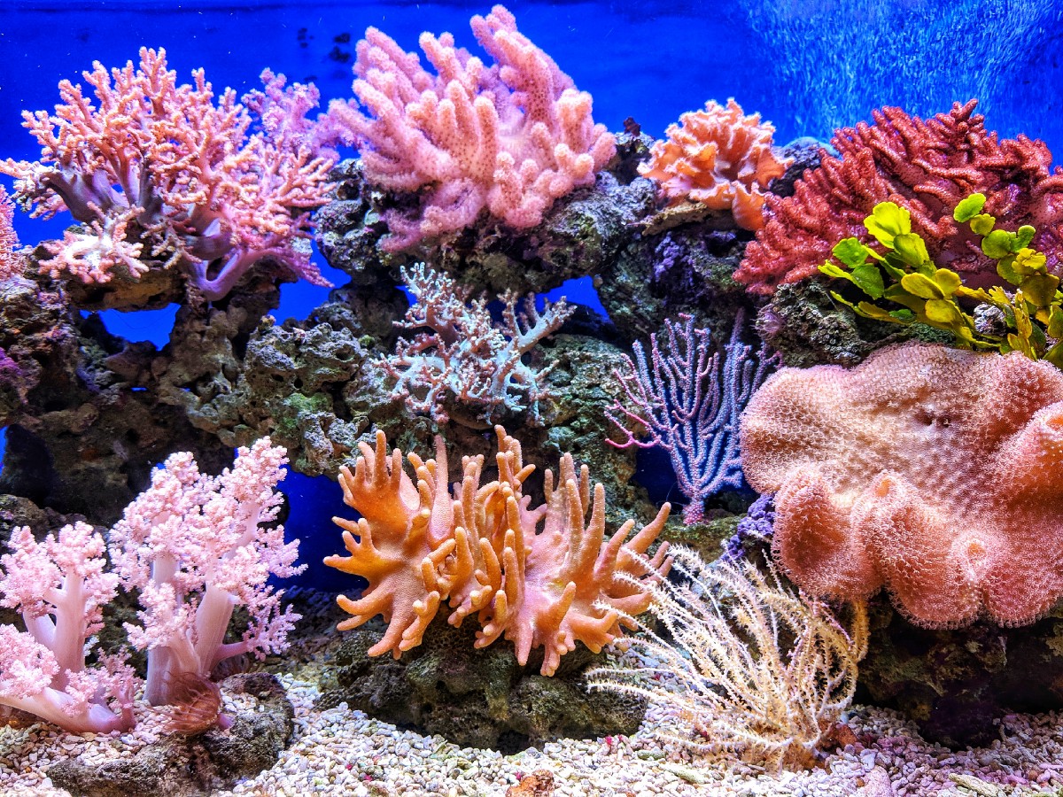 Кораллы тоже относятся к животным